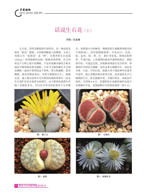 话说生石花(上)