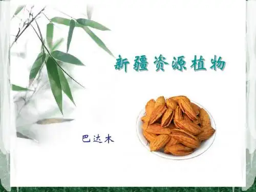 新疆资源植物巴达木