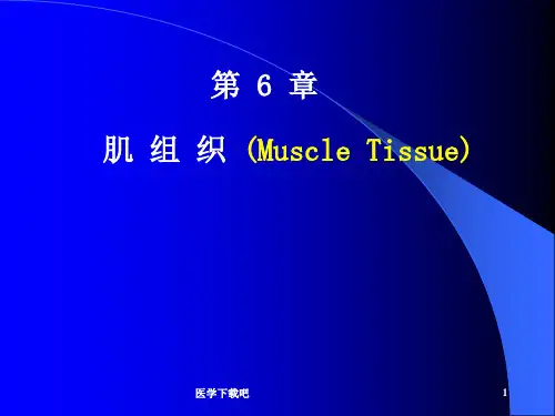 第6章肌组织课件