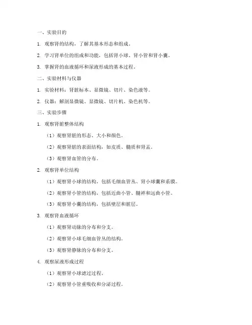 组胚实验报告肾