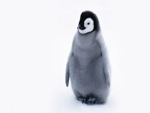 人教版生物必修三4.1《种群的特征》课件(共27张PPT)