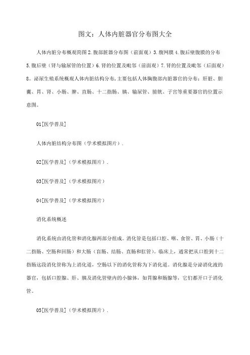 图文人体内脏器官分布图大全