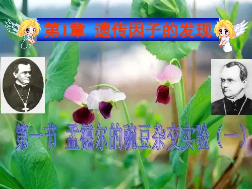 人教版生物必修2第1章1孟德尔的豌豆杂交实验(一)