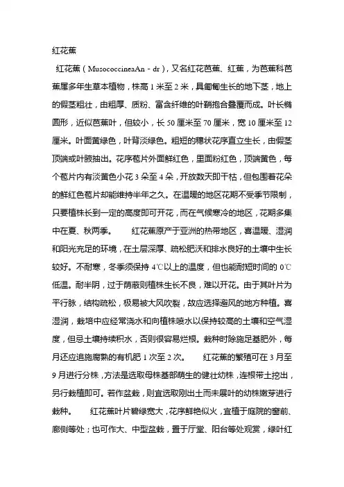 红花蕉