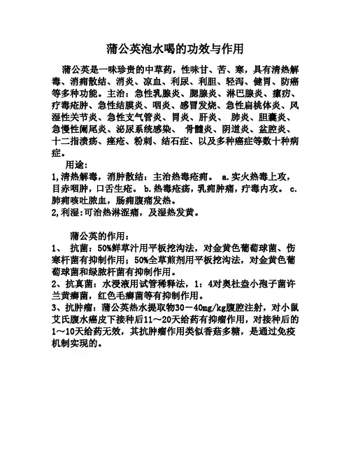 蒲公英泡水喝的功效与作用