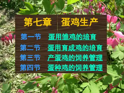[家禽学课件]-蛋鸡生产