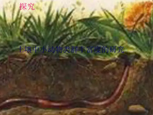 土壤中小动物类群丰富度的研究