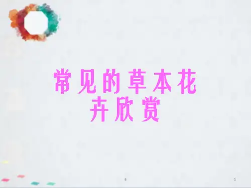 常见的草本花卉欣赏
