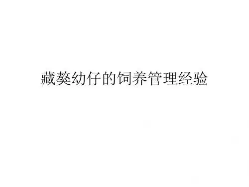 藏獒幼仔的饲养管理经验