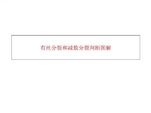 有丝分裂和减数分裂判断图解