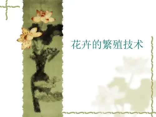 花卉的嫁接繁殖