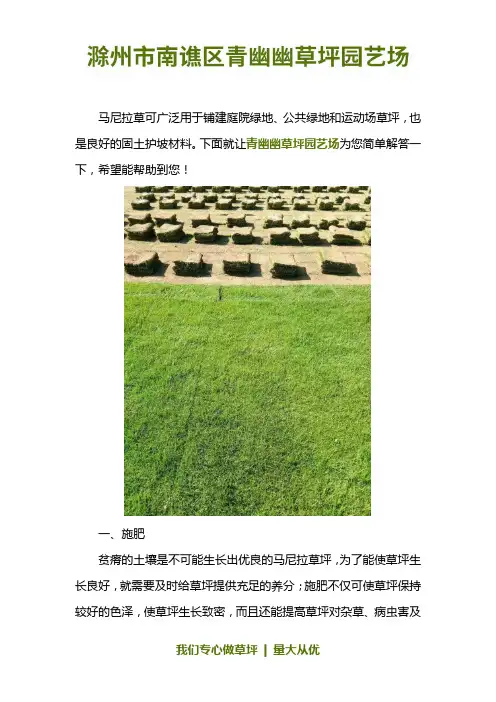 河南马尼拉草坪