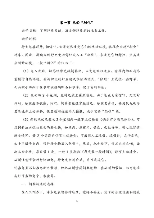 宠物龟的饲养