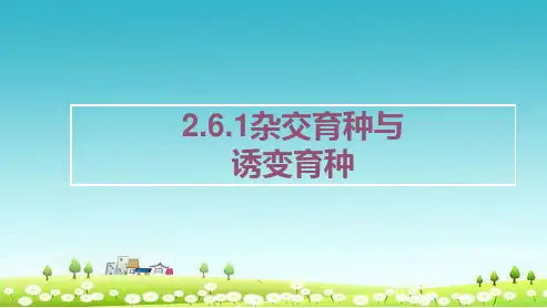 人教版必修二高中生物第六章从杂交育种到基因工程6.1杂交育种与诱变育种课件