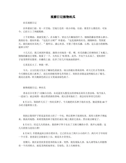 观察日记植物丝瓜