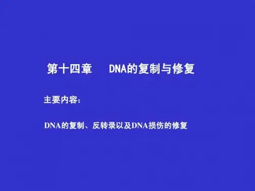 DNA复制