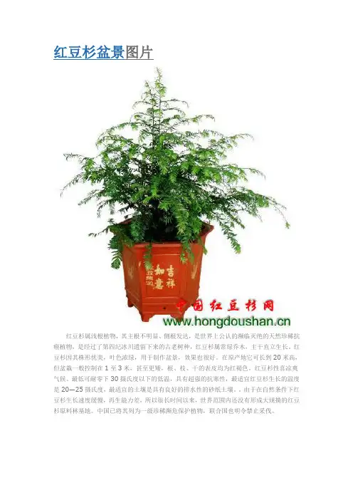 红豆杉盆景图片