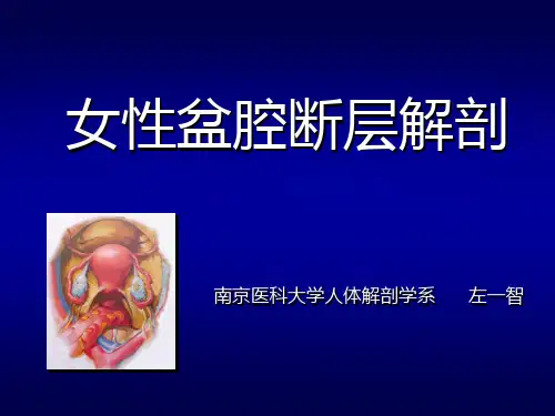 女性盆腔断层解剖