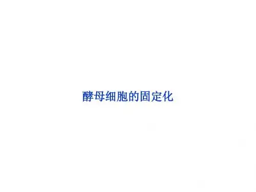 酵母细胞的固定化