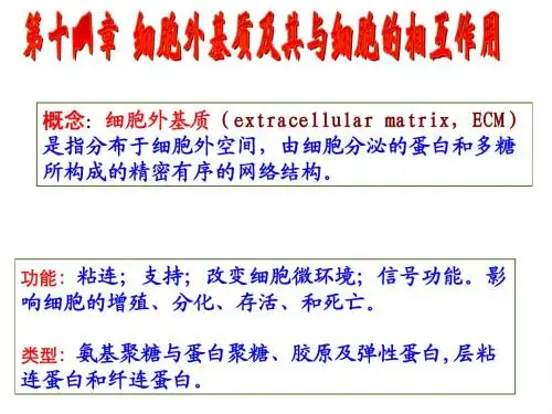 11细胞外基质