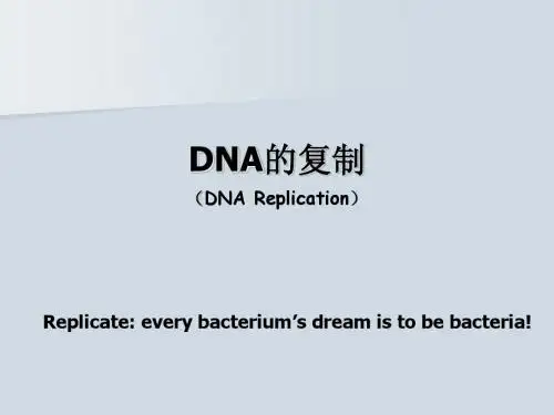 DNA复制