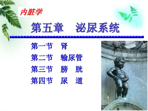 201509解剖学-泌尿系统(临床专业)