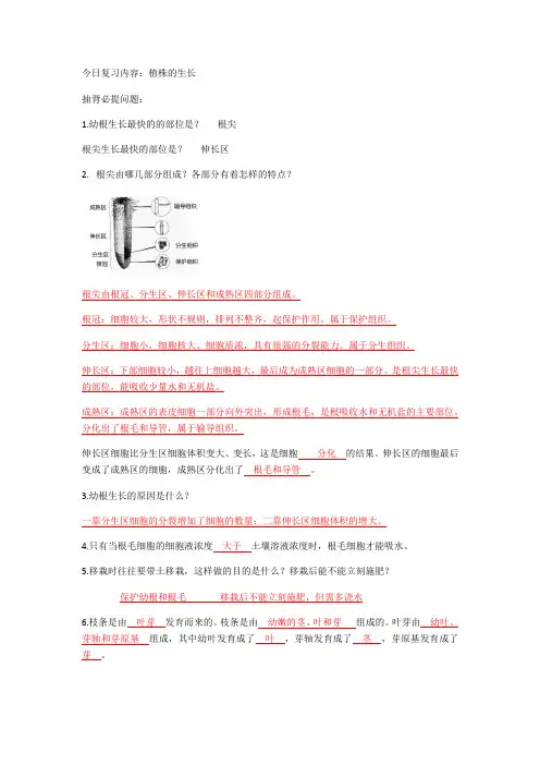 人教版七年级生物上册：植株的生长  复习资料