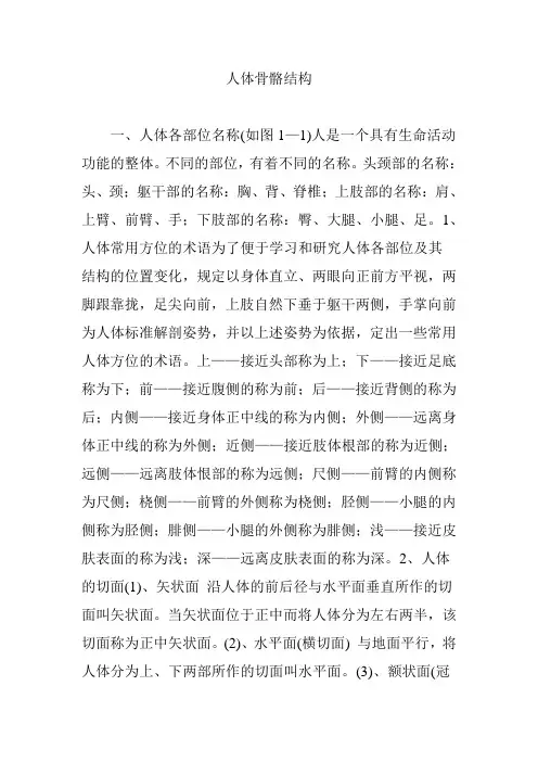 人体骨骼结构