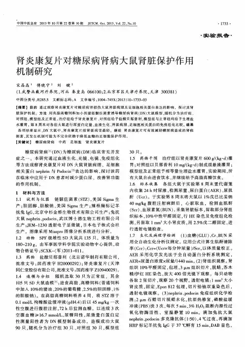 肾炎康复片对糖尿病肾病大鼠肾脏保护作用机制研究