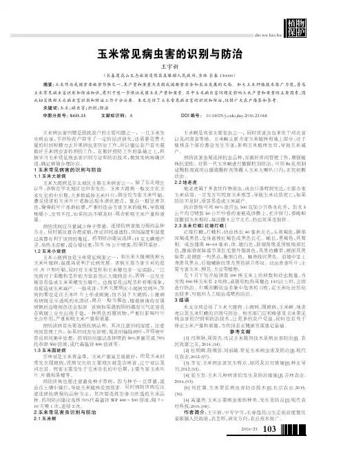 玉米常见病虫害的识别与防治