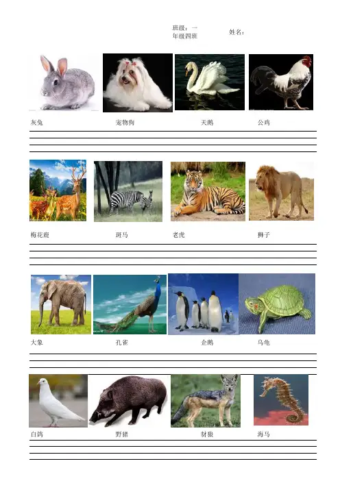 动物拼音拼写