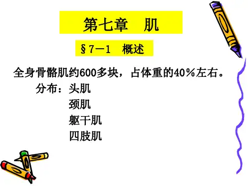 肌学 ppt课件
