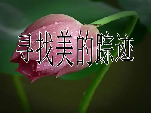 六年级美术下册寻找美的踪迹优秀课件
