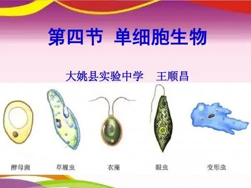 新人教版初一生物上册第二单元第二章第四节单细胞生物