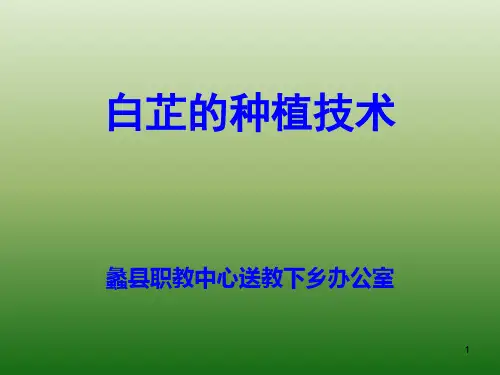 中草药白芷 PPT课件