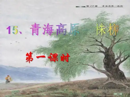 苏教版六年级上册语文《青海高原一株柳》公开课课件PPT