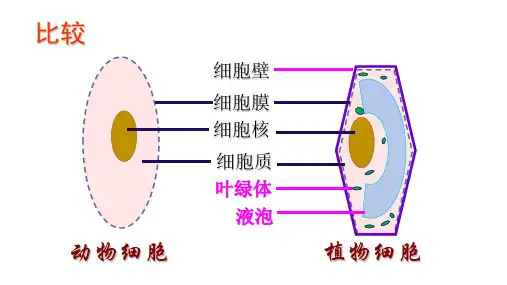 初中生物_初一生物上册 第二单元 第二章 第一节 细胞的生活教学课件设计