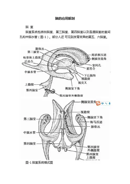 脑的应用解剖