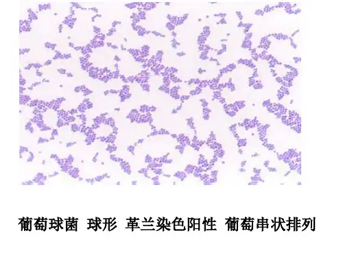 医学课件微生物学形态学示教