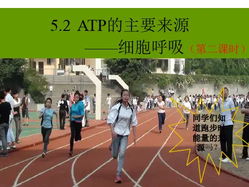 公开课细胞呼吸ppt