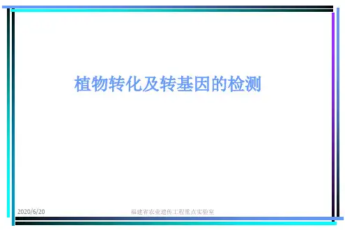 植物转化及转基因的检测