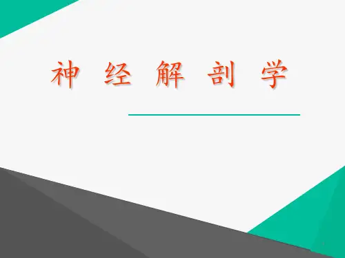 神经解剖学  ppt课件