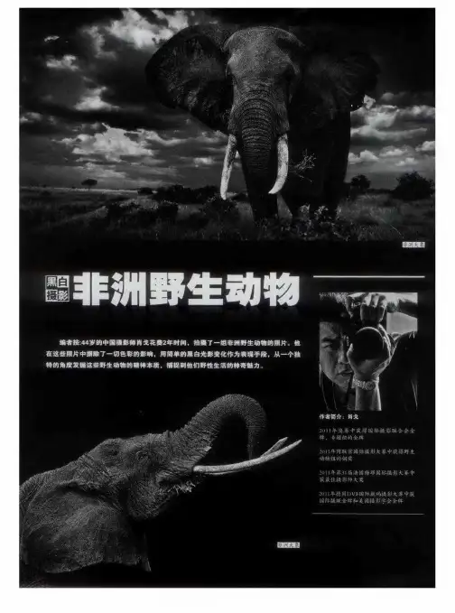 非洲野生动物