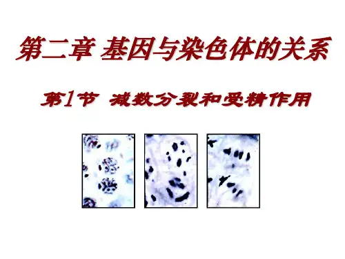 高中生物必修二第二章第一节-减数分裂和受精作用