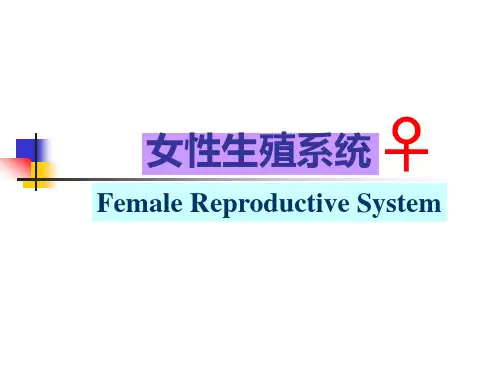 女性生殖系统