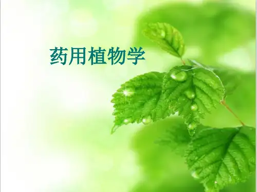药用植物学  ppt课件