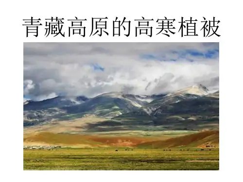 青藏高原的高寒植被