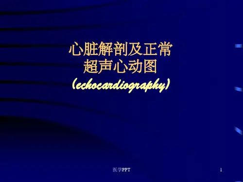 心脏解剖及正常超声心动