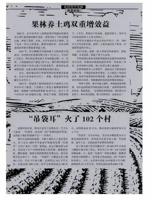 果林养土鸡双重增效益