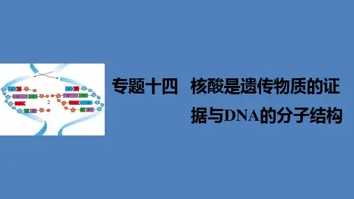 步步高浙江专用2017届高考生物二轮复习专题十四核酸是遗传物质的证据与DNA的分子结构课件